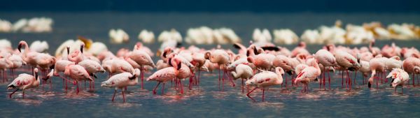 Kenia - Das große Tiererlebnis
