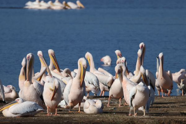 Kenia - Das große Tiererlebnis