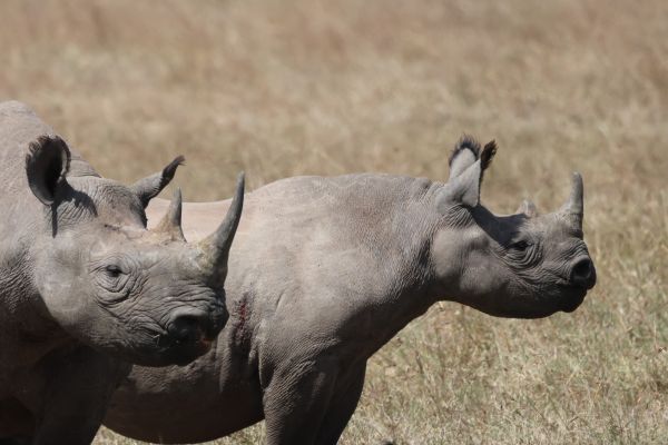 Kenia - Das große Tiererlebnis