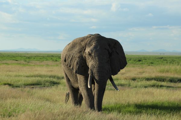 Expedition Kenia