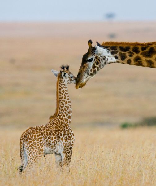 Expedition Kenia