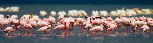 Expedition Kenia