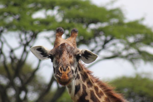 Expedition Kenia