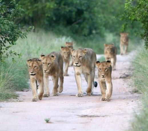 Safari & Chill - Südafrika 2027