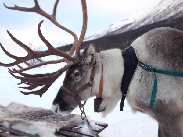 Finnisch Lappland